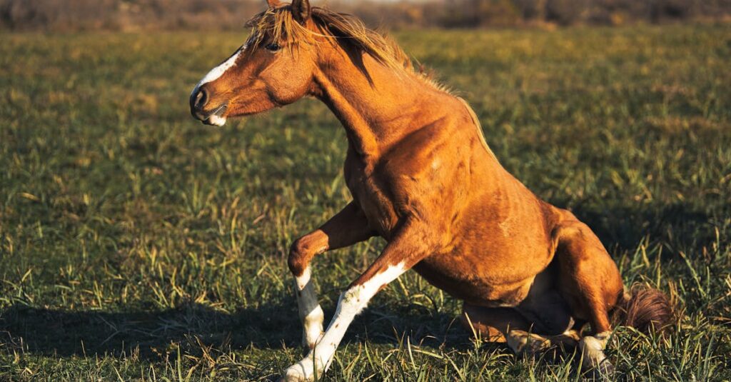 サラブレッドの様々な姿や豆知識イメージ