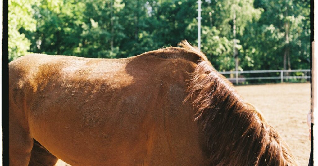 サラブレッドの基本的な姿と特徴