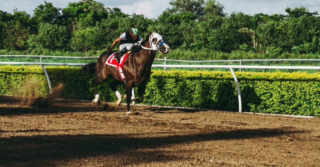 競走馬と一般の馬の違いイメージ
