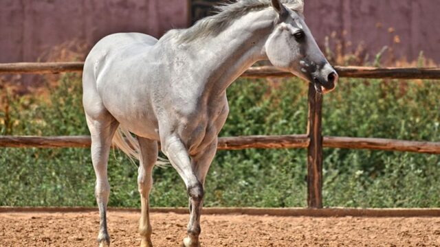 サラブレッド 馬 全身 牧場 美しい 立ち姿