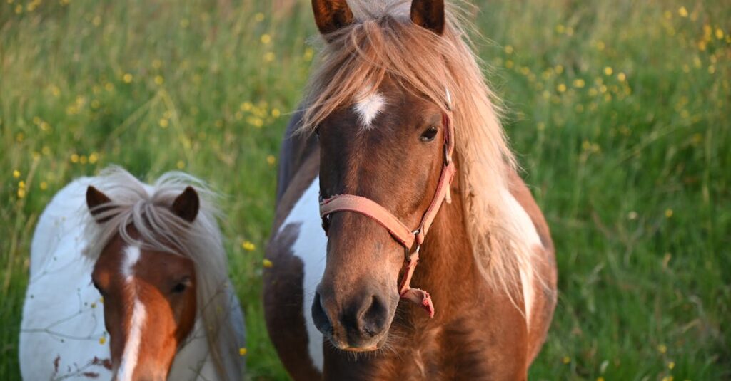 ポニーと競走馬の大きさ比較