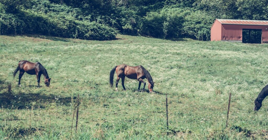 一般的な馬の飼育イメージ