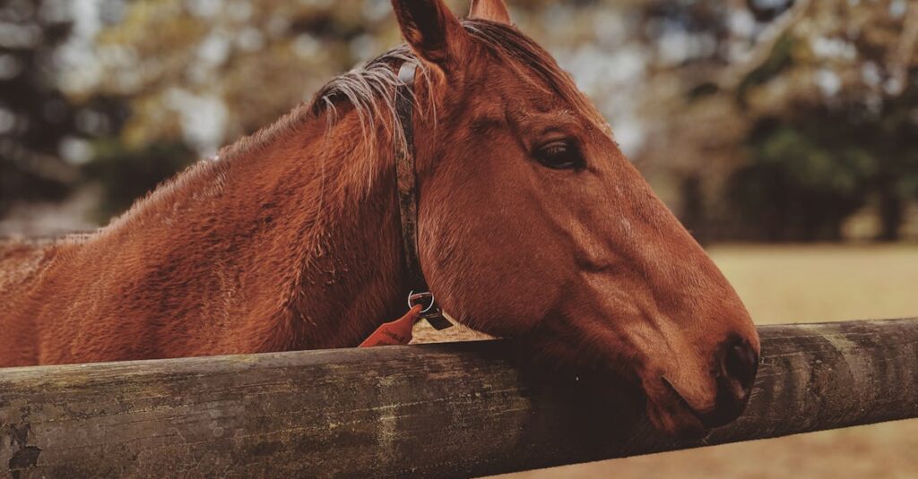 馬の寿命に関する疑問イメージ