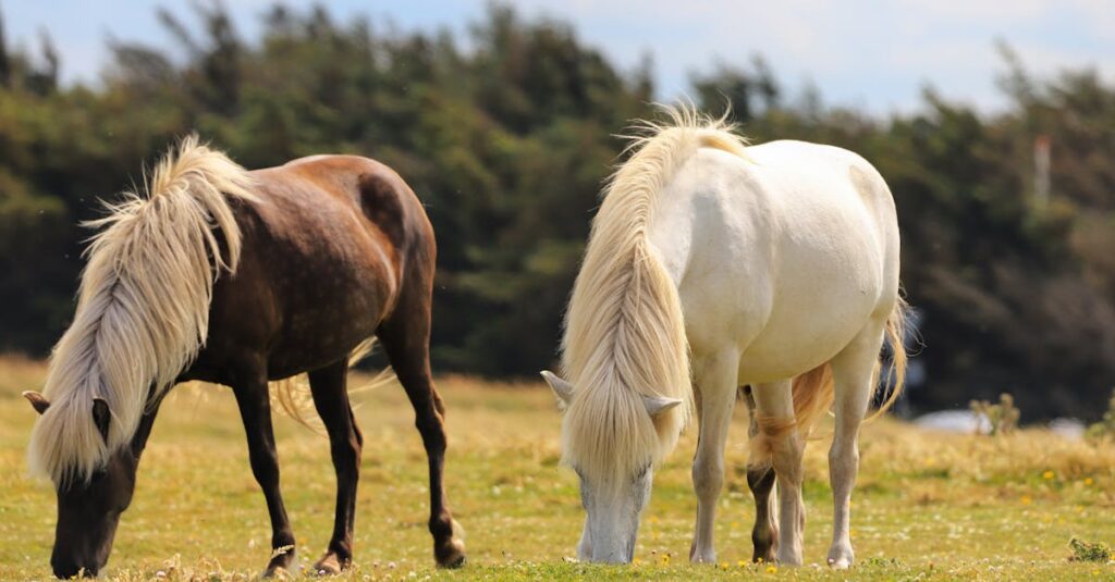 サラブレッドと他の馬の違い比較
