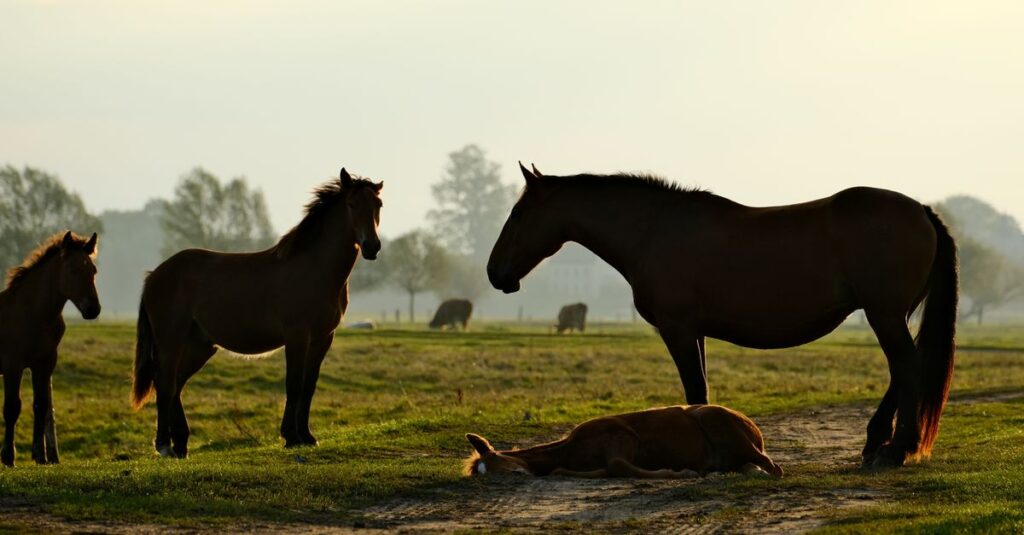馬の成長段階のイメージ