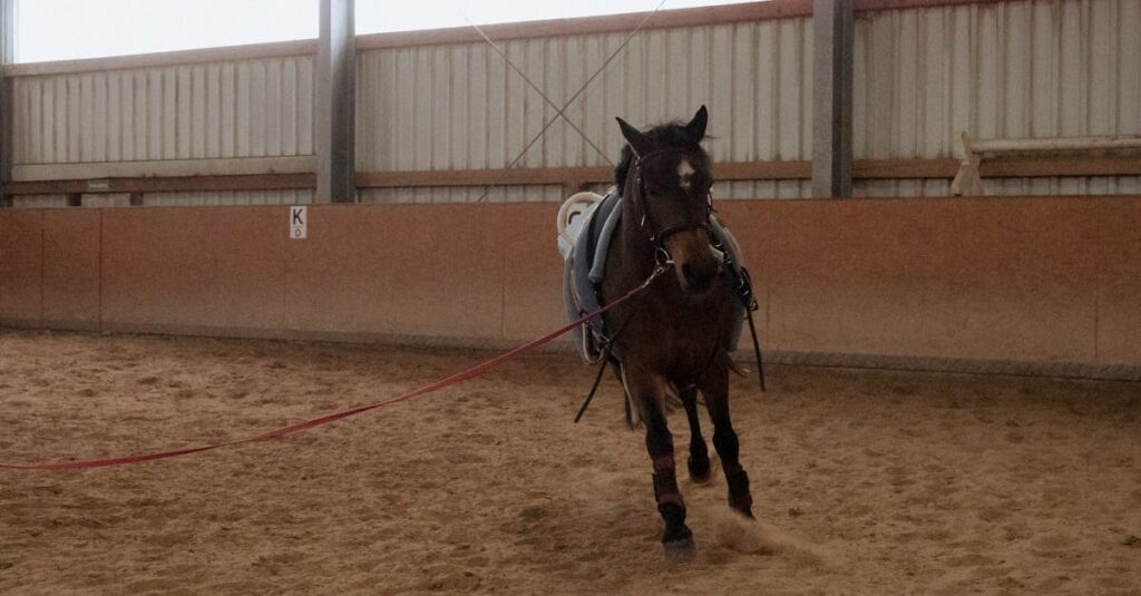 厩舎で調教される競走馬