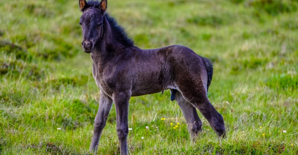 馬の成長段階のイメージ