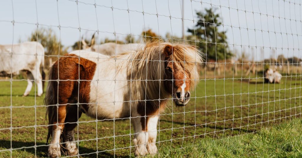 ポニーと大きな競走馬のサイズ比較