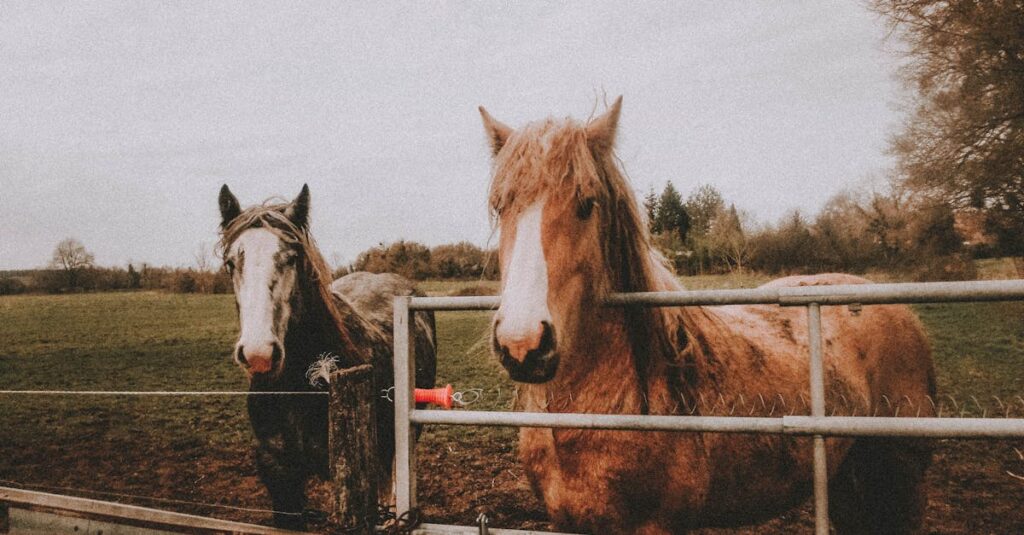 一口馬主で失敗しないためのポイント
