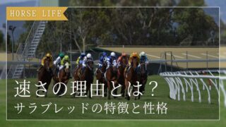 サラブレッドの特徴と性格を解説|競走馬として優れている理由とは?