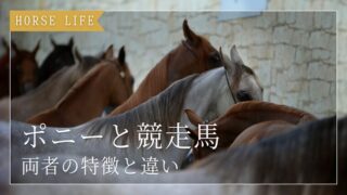 ポニーと競走馬の違いを簡単解説｜大きさ・種類・走る速さの違い