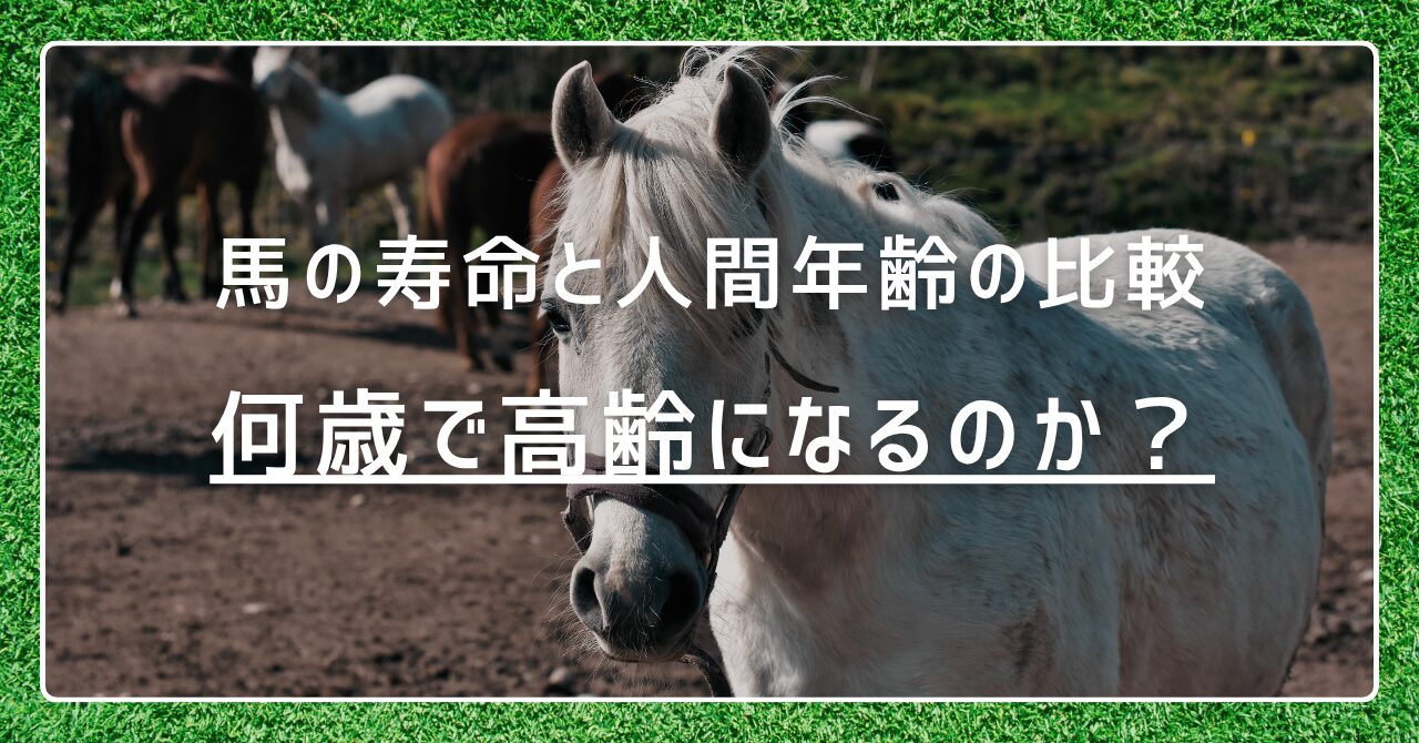 馬の寿命と人間年齢の比較｜何歳で高齢になるのか？
