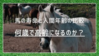 【早見表付き】馬の寿命と人間年齢の比較｜何歳で高齢になるのか？