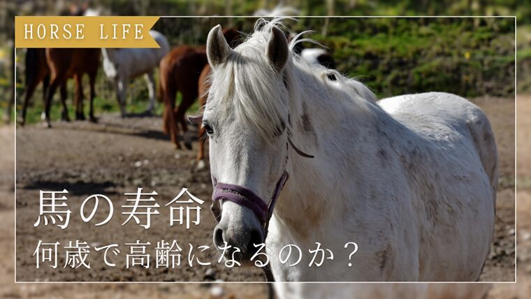 【早見表付き】馬の寿命と人間年齢の比較｜何歳で高齢になるのか？