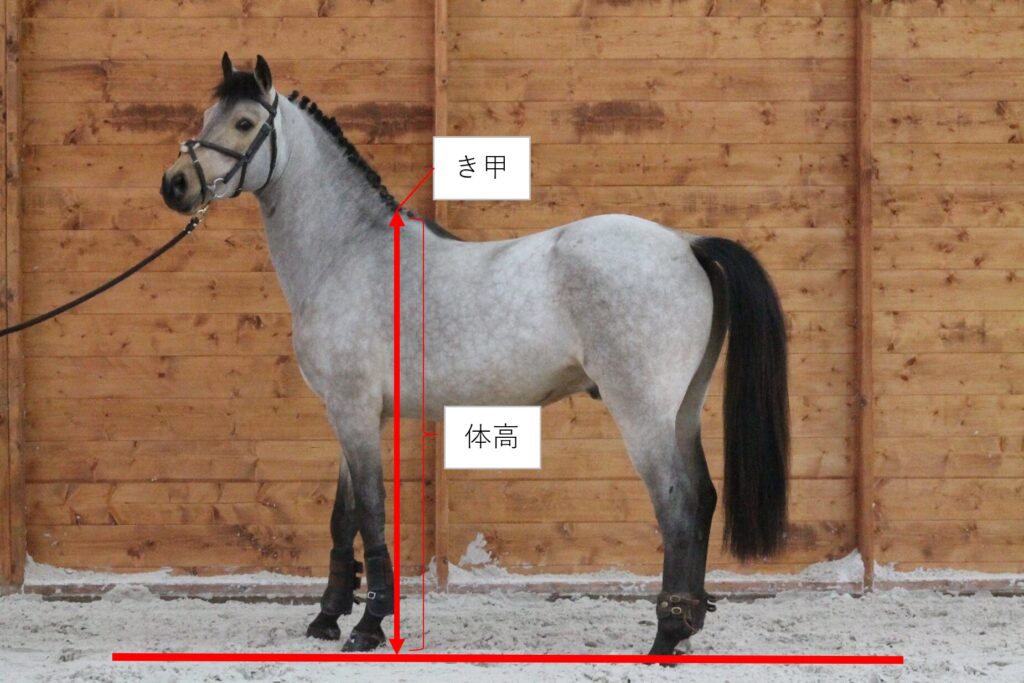 馬の身長についての画像