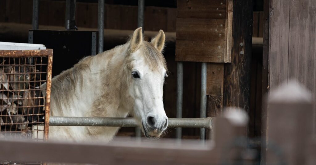 競走馬セリのイメージ