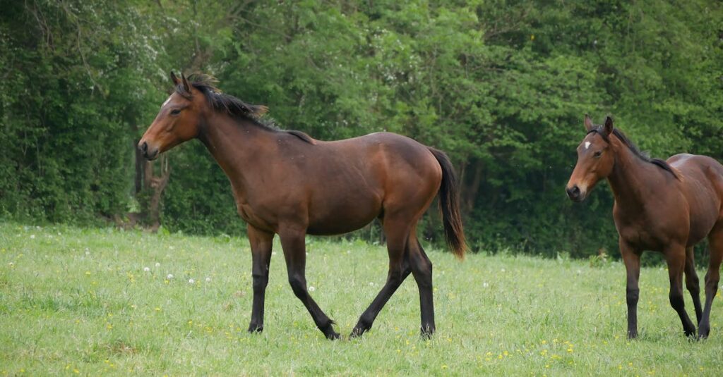 状態が良い馬のサイン