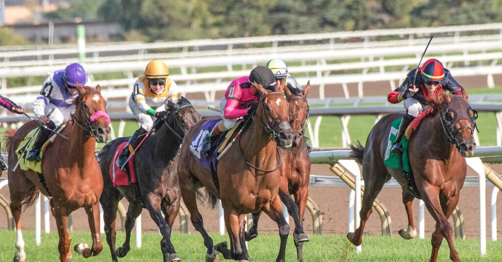 競走馬の魅力イメージ