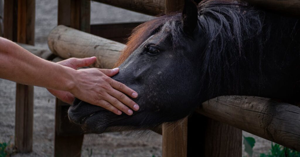 競走馬と人の関わり