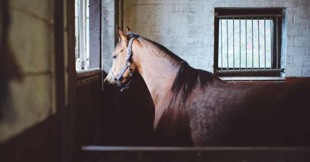 競走馬の睡眠事情