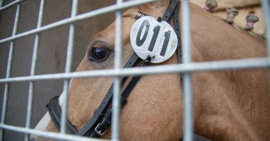 危険な状態の馬のサイン
