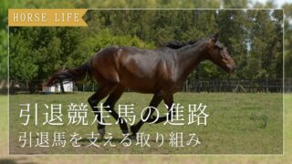 競走馬のセカンドキャリア|引退後を支える取り組みと支援活動
