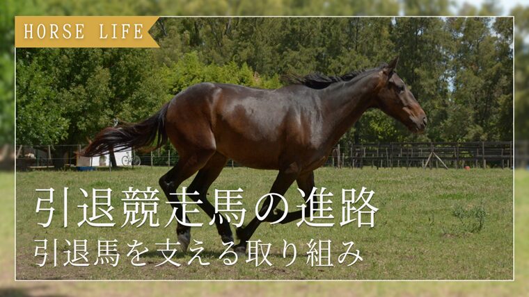 競走馬のセカンドキャリア|引退後を支える取り組みと支援活動