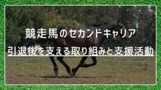 競走馬のセカンドキャリア|引退後を支える取り組みと支援活動