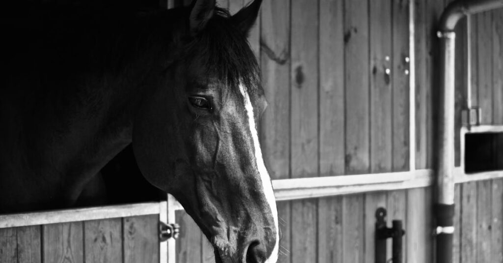 横になって眠る馬