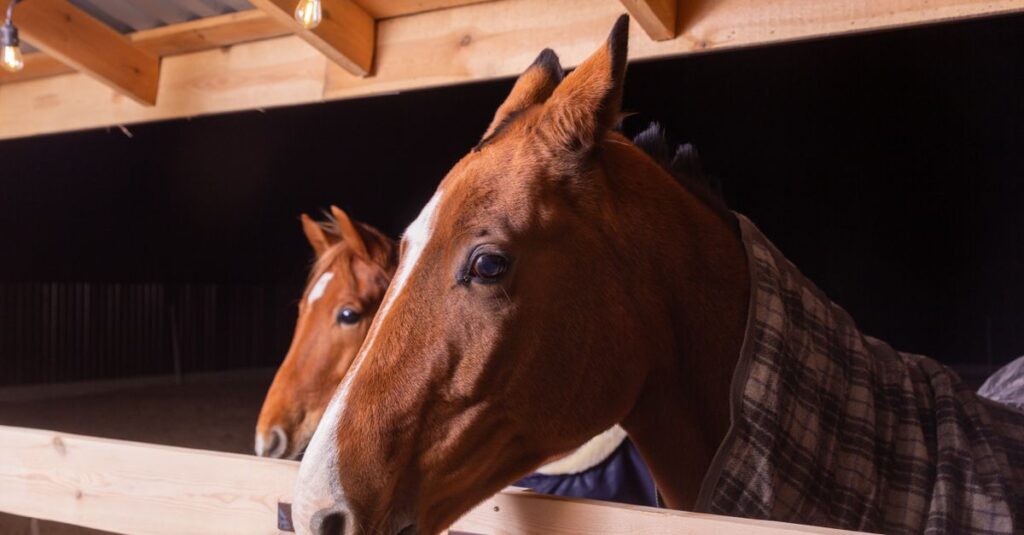 競走馬の睡眠事情