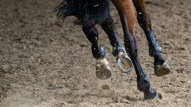 蹄鉄を装着した馬の蹄
